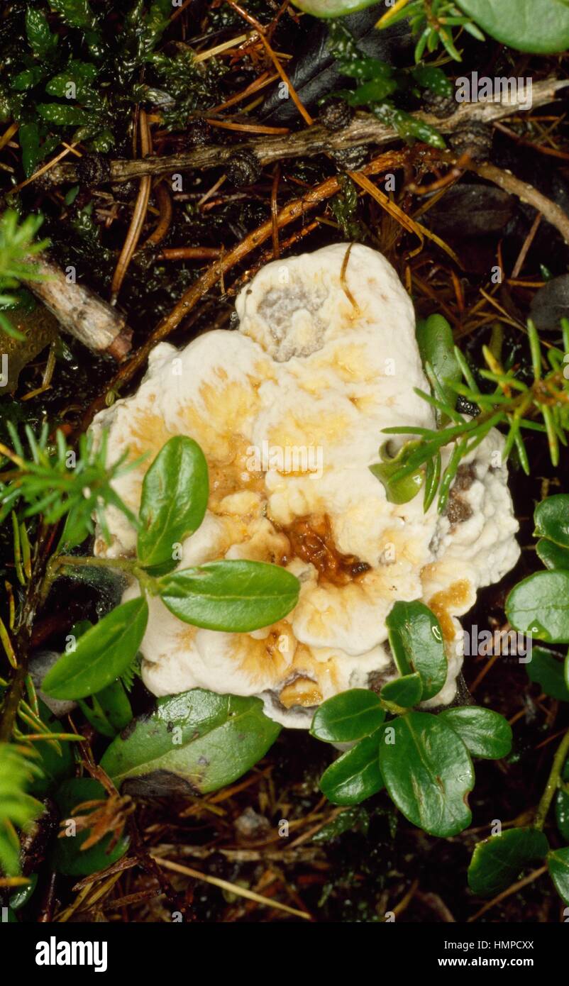 Orange tooth or Orange Hydnellum (Hydnum aurantiacum), Hydnaceae. Stock Photo