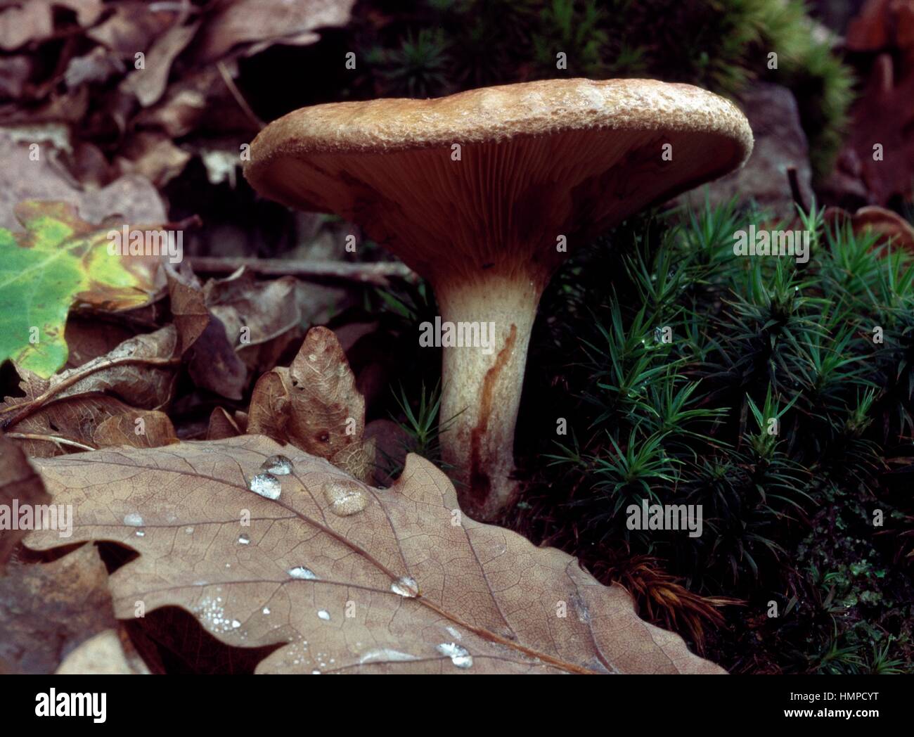 Mushroom habitat in the undergrowth Stock Photo Alamy