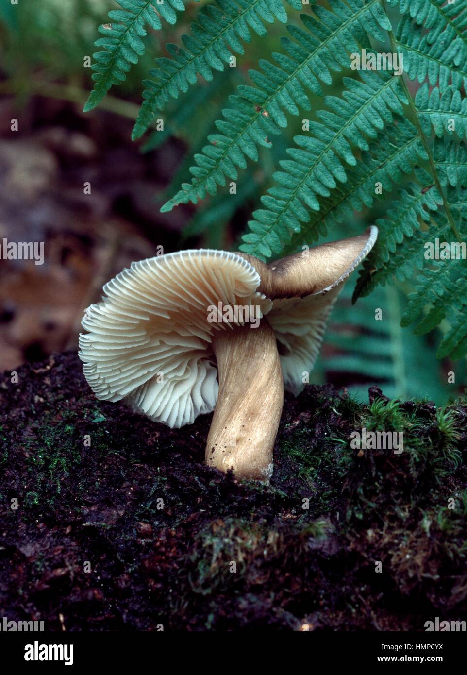 Mushroom habitat in the undergrowth Stock Photo Alamy