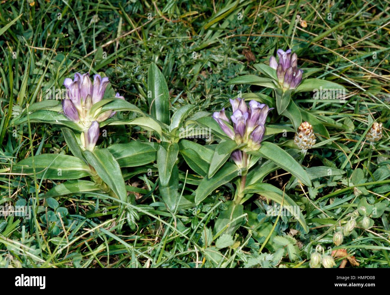 Star gentian or Cross gentian (Gentiana cruciata), Gentianaceae. Stock Photo