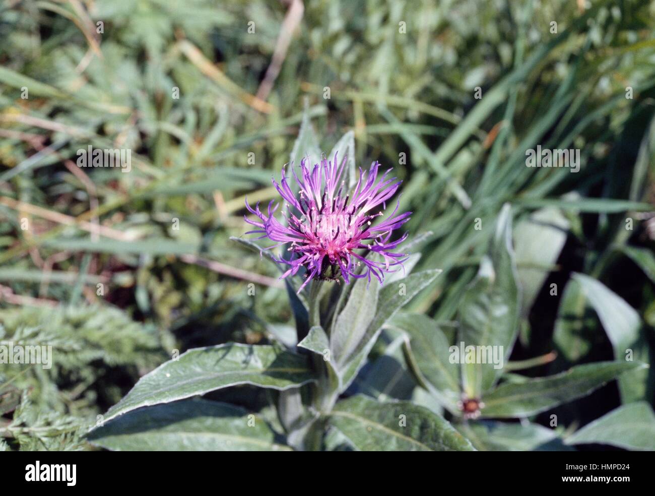Perennial cornflower, mountain cornflower or bachelor's button (Cyanus montanus or Centaurea montana), Asteraceae. Stock Photo