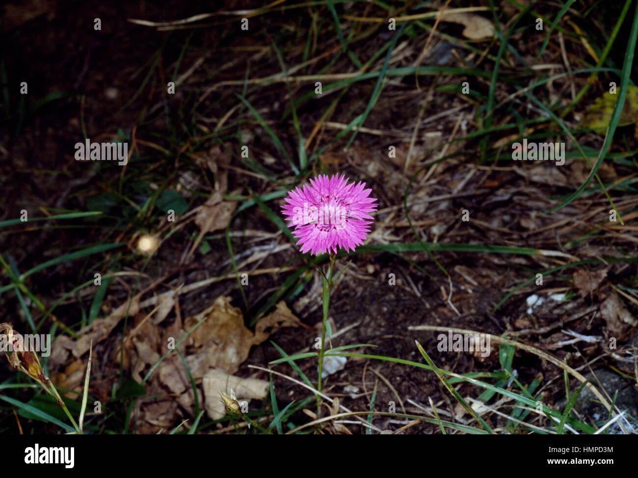 Seguier's pink or Ragged pink (Dianthus seguieri), Caryophyllaceae. Stock Photo