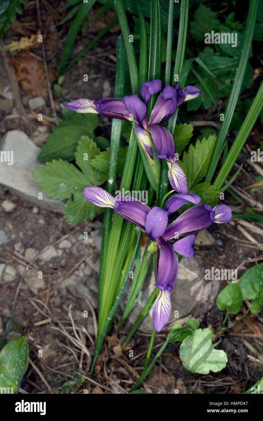 Grassy Leaved Iris (Iris graminea), Iridaceae. Stock Photo