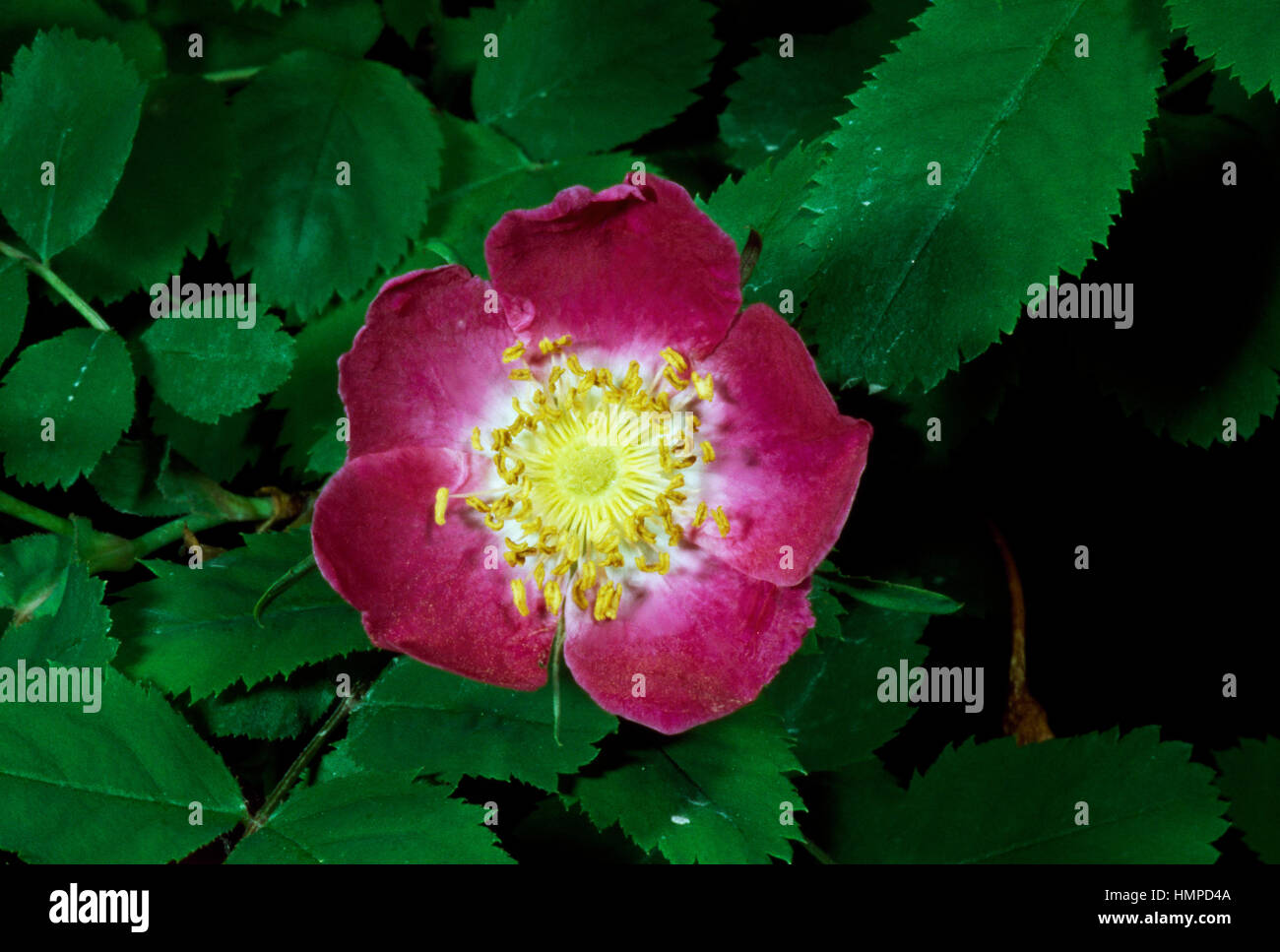 Alpine rose (Rosa pendulina), Rosaceae. Stock Photo