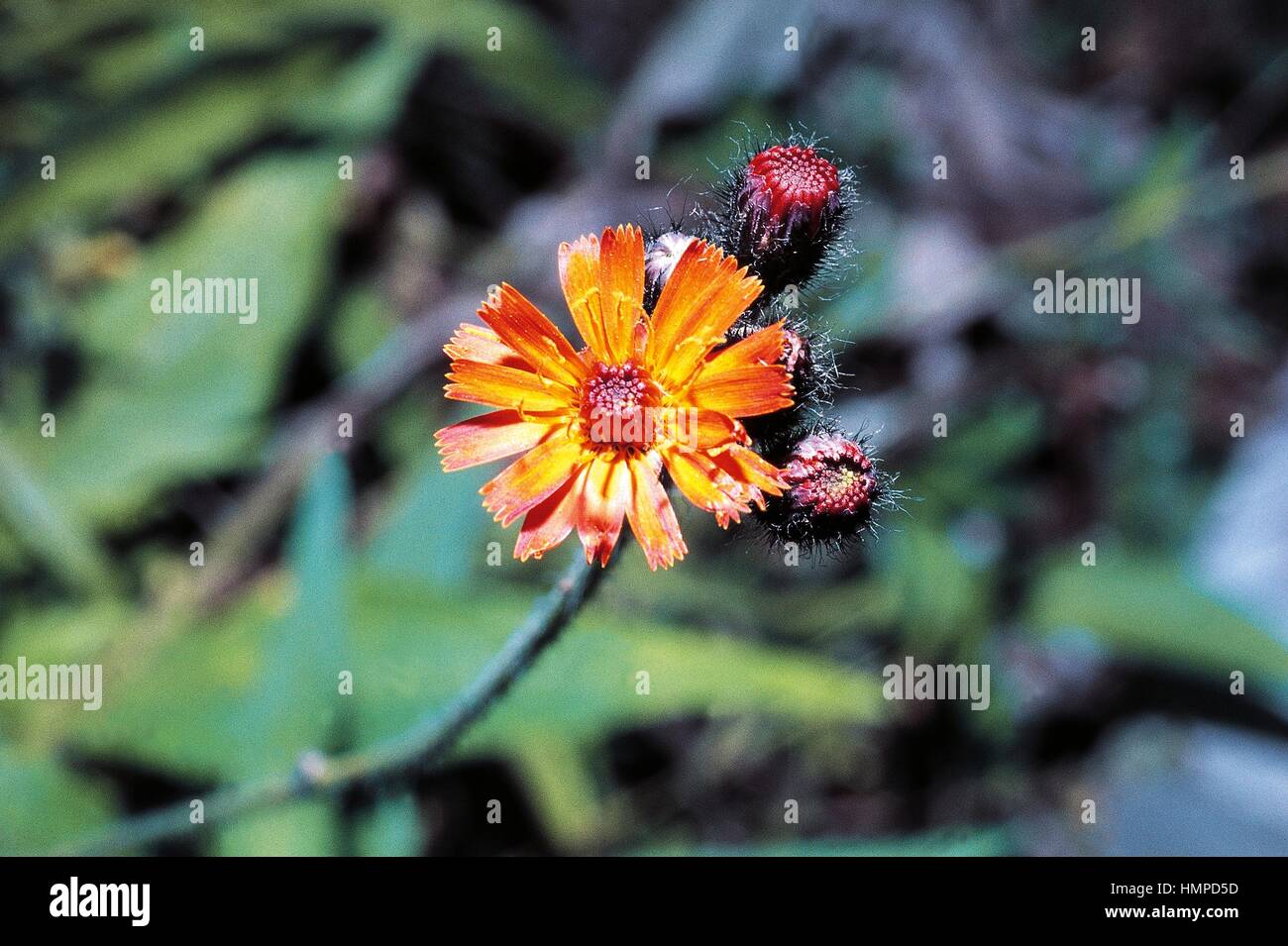 Fox-and-cubs or Orange Hawkweed (Hieracium aurantiacum or Pilosella aurantiaca), Asteraceae. Stock Photo