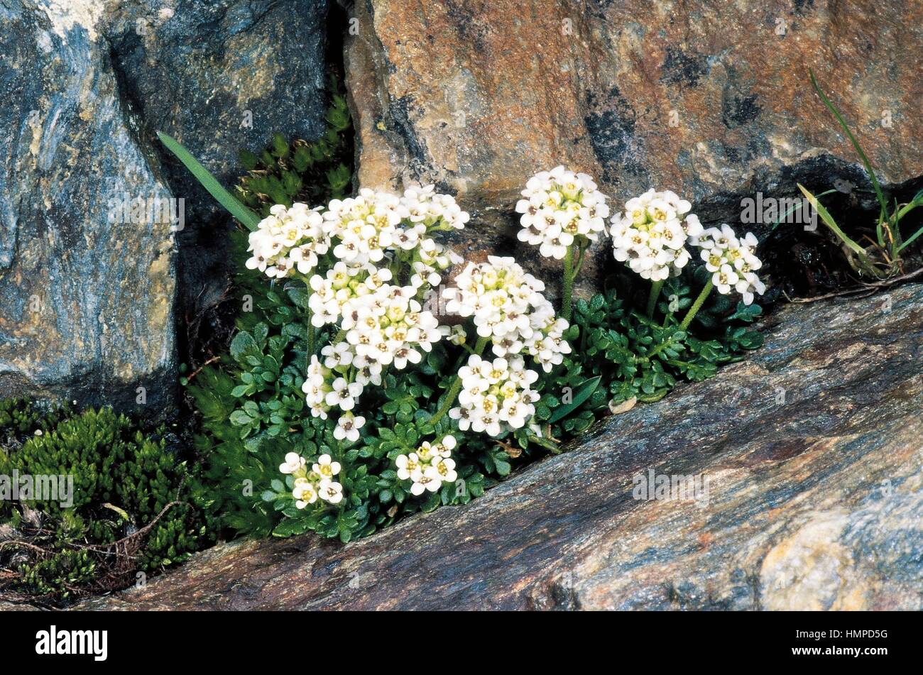 Alpine Hutchinsia (Hutchinsia alpina, Hornungia alpina alpina or Pritzelago alpina), Brassicaceae. Stock Photo