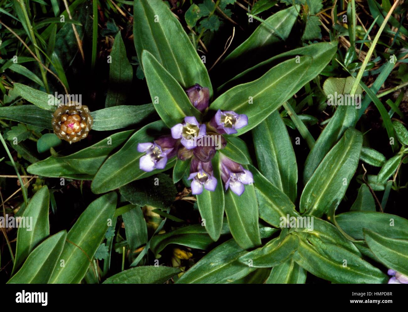 Star Gentian or Cross Gentian (Gentiana cruciata), Gentianaceae. Stock Photo
