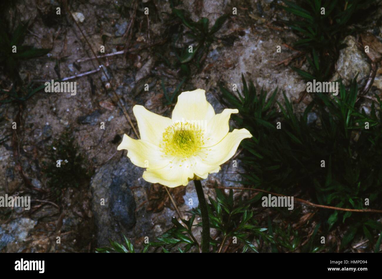 Yellow alpine anemone (Pulsatilla alpina sulphurea), Ranunculaceae. Stock Photo