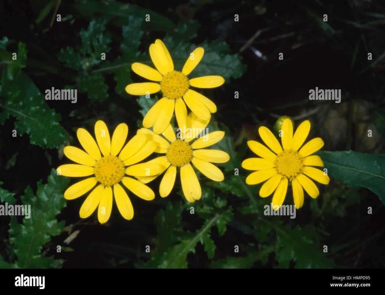 Rock Ragwort (Senecio rupestris or Senecio squalidus rupestris), Asteraceae. Stock Photo