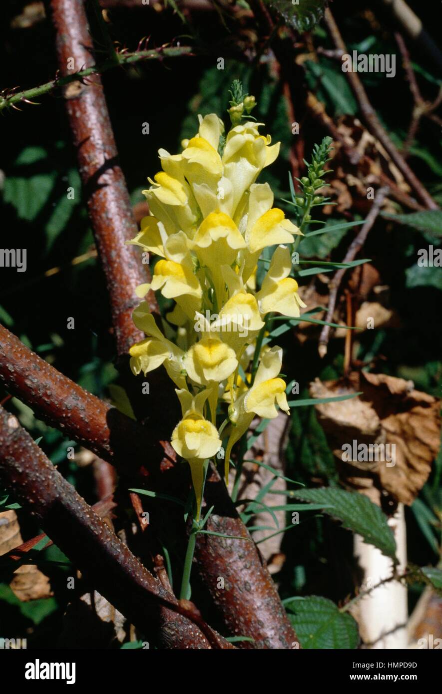 Butter and Eggs or Yellow Toadflax (Linaria vulgaris), Scrophulariaceae. Stock Photo