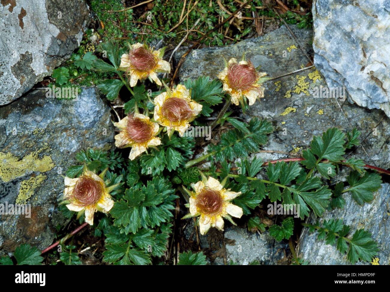 Creeping avens or Avens (Geum reptans), Rosaceae. Stock Photo