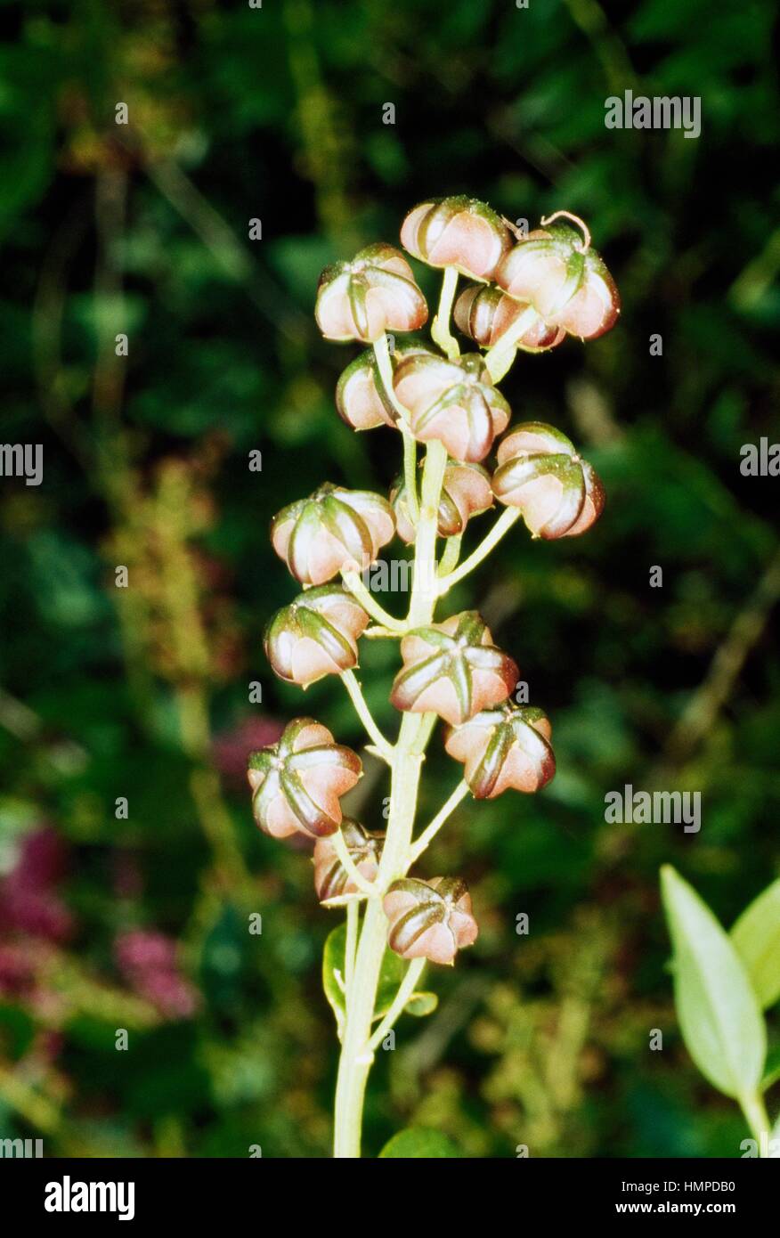 Redoul Coriaria Myrtifolia Coriariaceae Stock Photo Alamy redoul-coriaria-myrtifolia-coriariaceae-stock-photo-alamy