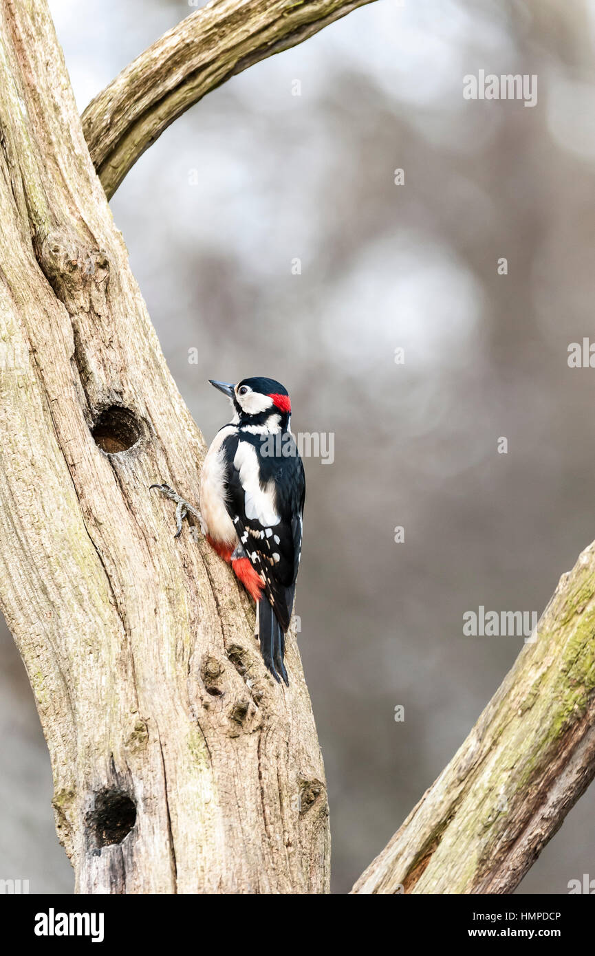 Greater Spotted Woodpecker, male Stock Photo