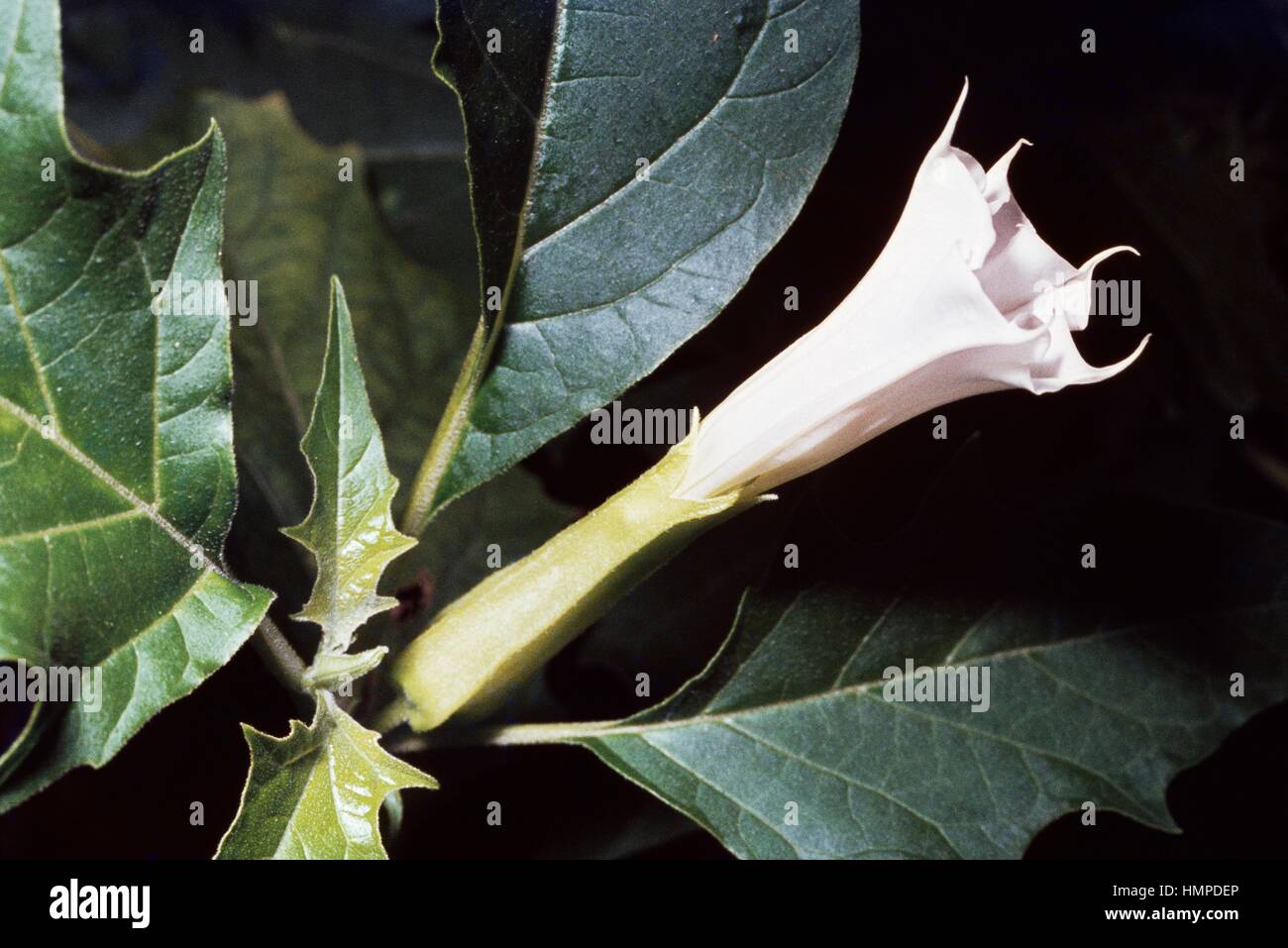 Large thorn apple or Long spined thorn-apple (Datura ferox), Solanaceae. Stock Photo