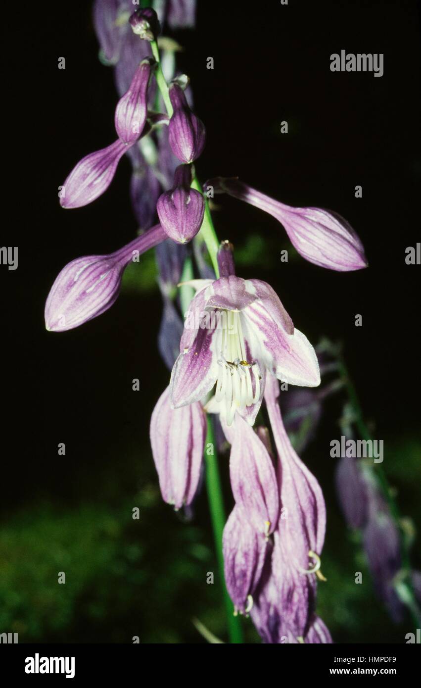 Blue plantain lily (Hosta ventricosa), Asparagaceae. Stock Photo