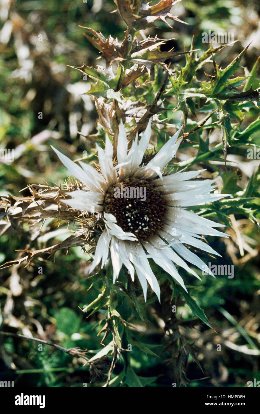Stemless carline thistle, Dwarf carline thistle or Silver thistle (Carlina acaulis), Asteraceae. Stock Photo