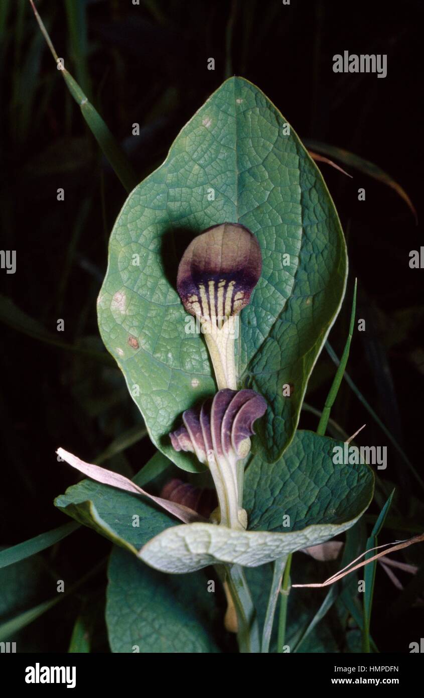 Smearwort or Round-leaved birthwort (Aristolochia rotunda ...
