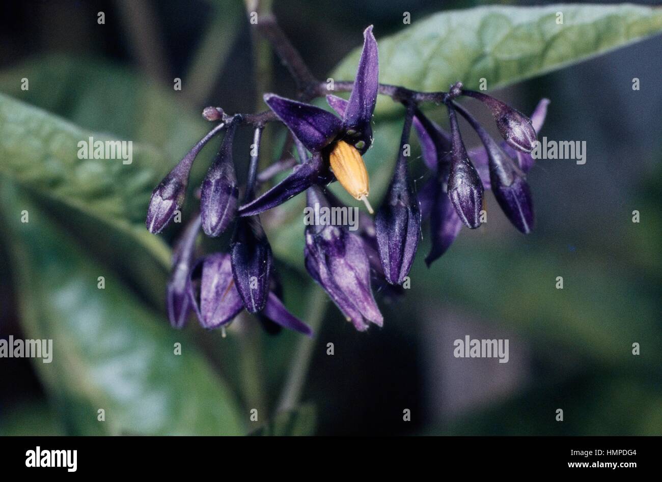 Bittersweet, Climbing nightshade or Blue bindweed (Solanum dulcamara