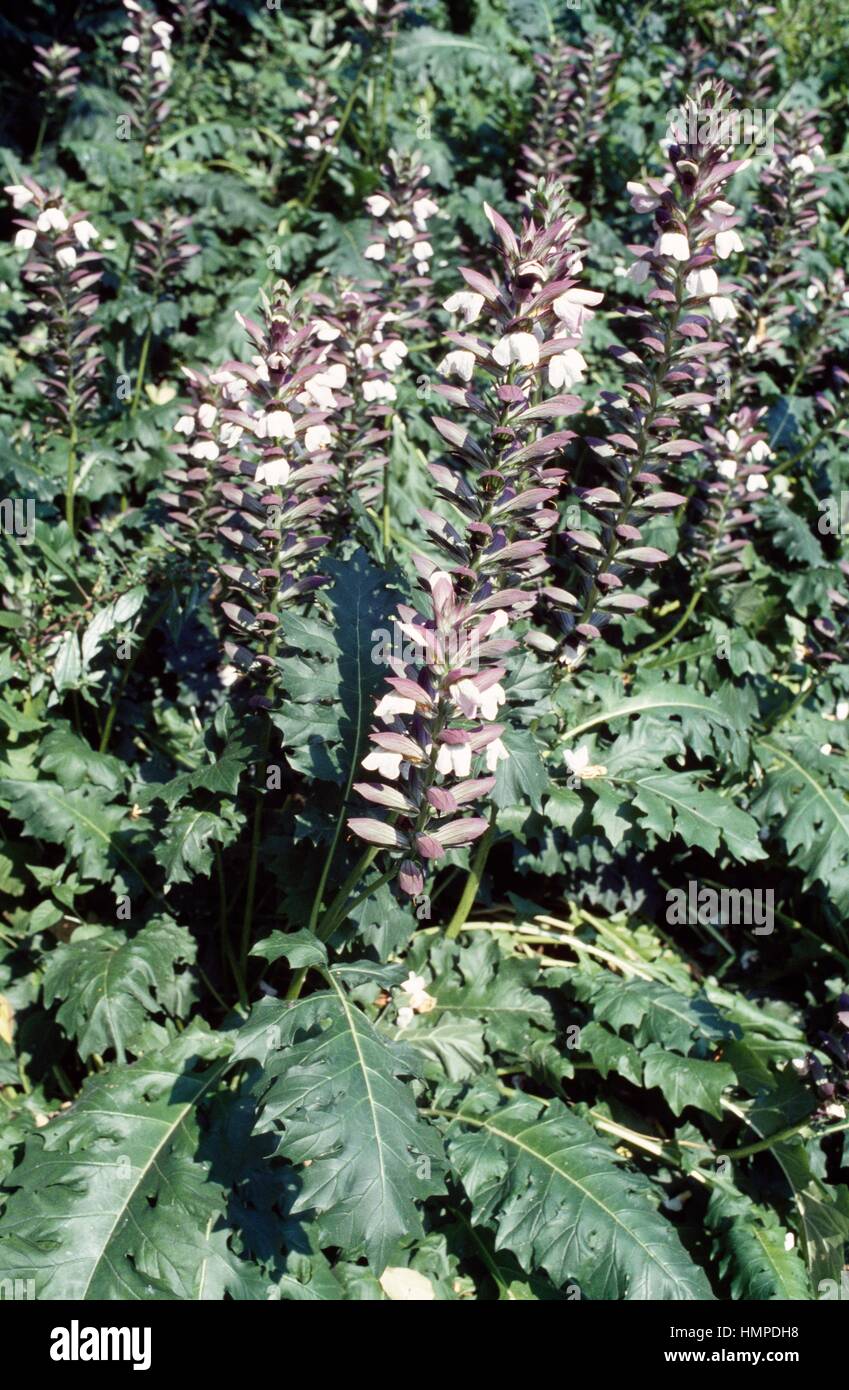 Bear's breeches or Oyster plant (Acanthus mollis), Acanthaceae. Stock Photo