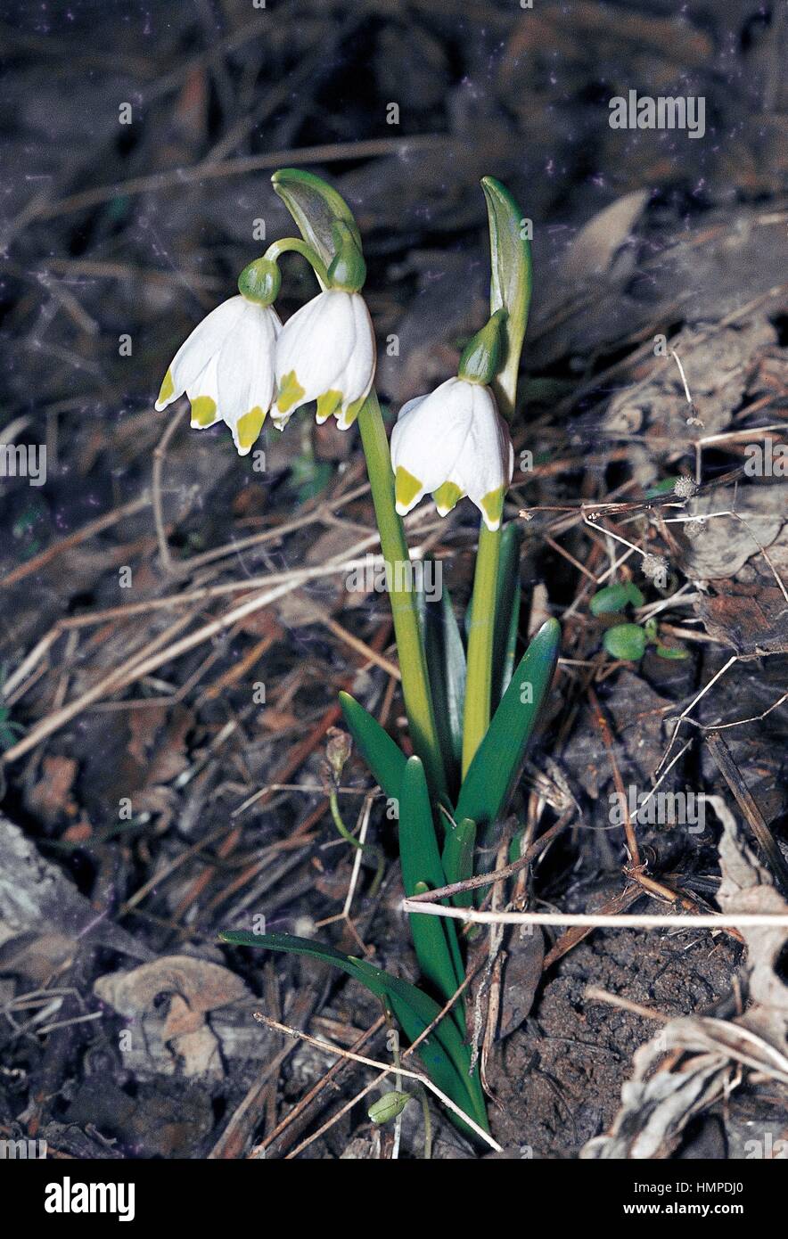 Spring snowflake (Leucojum vernum), Amarillydaceae Stock Photo - Alamy