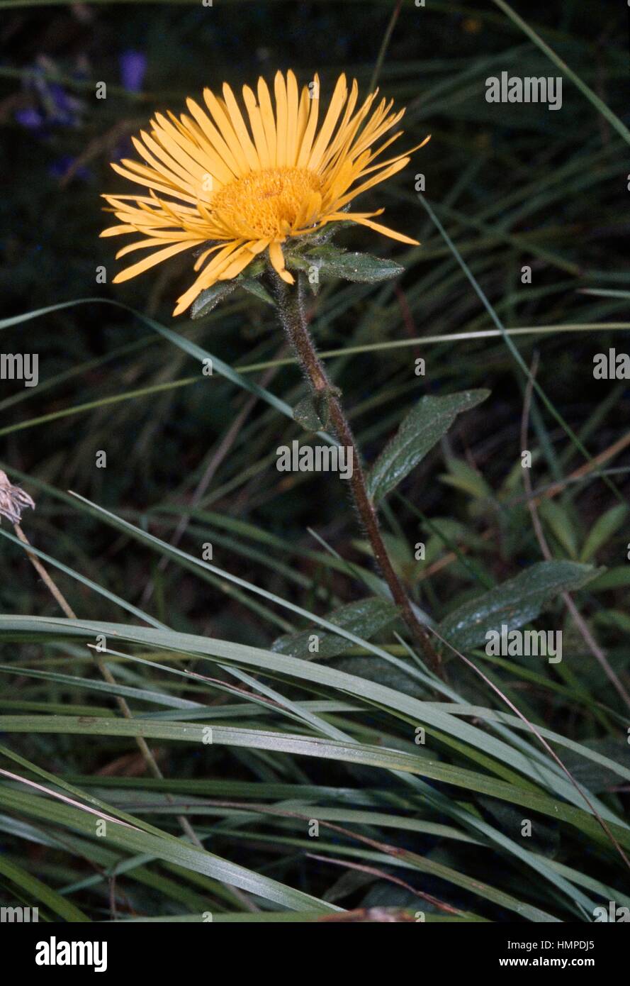 Yellowhead (Inula sp), Astereceae. Stock Photo