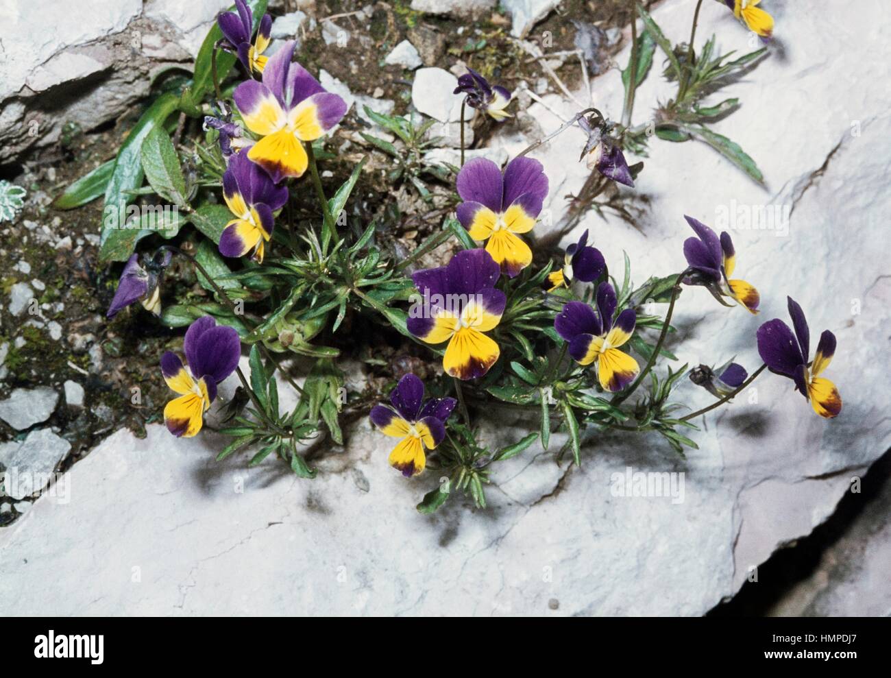 Mountain Pansy (Viola lutea), Violaceae. Stock Photo