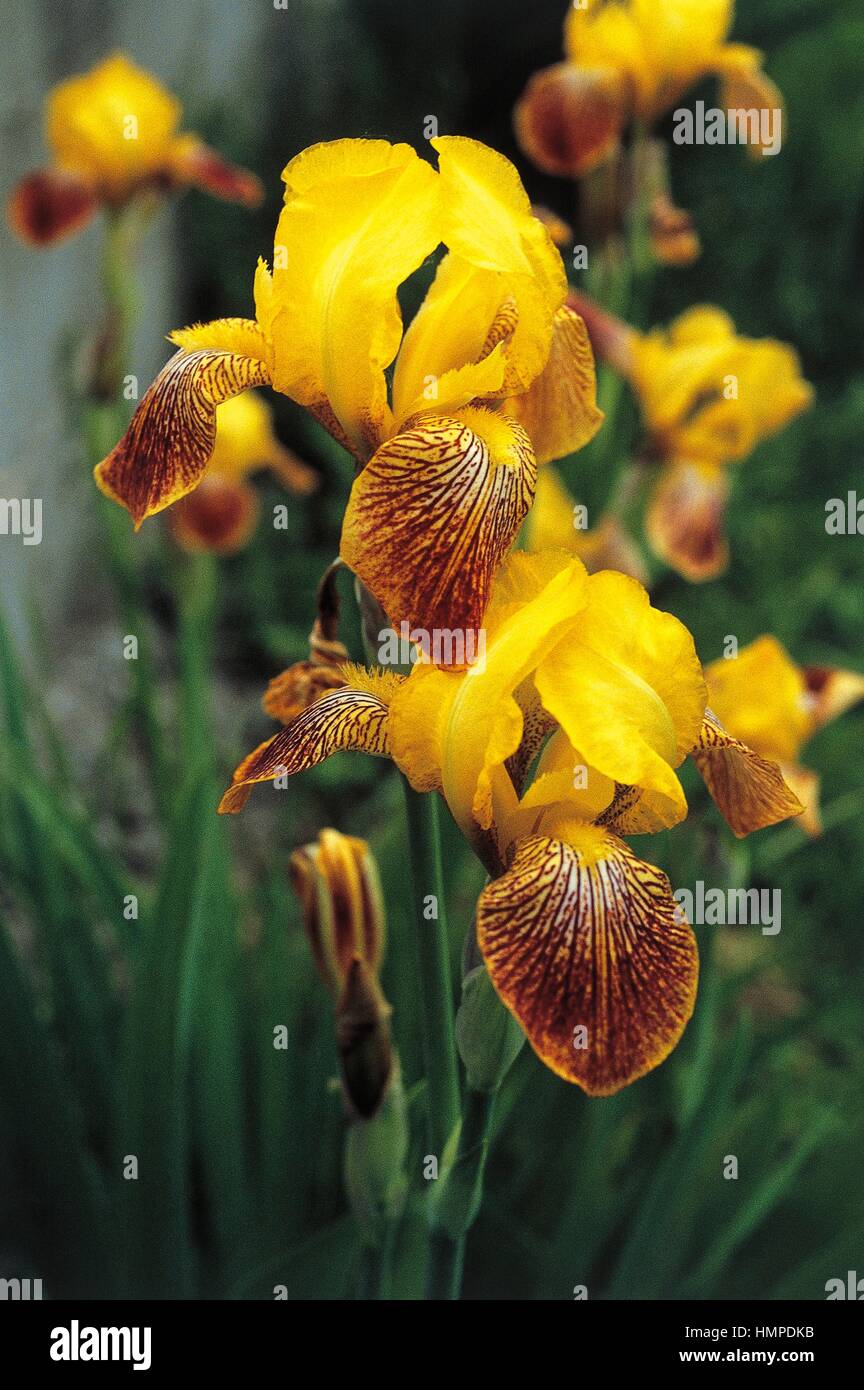 Iris hybrida, Iridaceae. Stock Photo