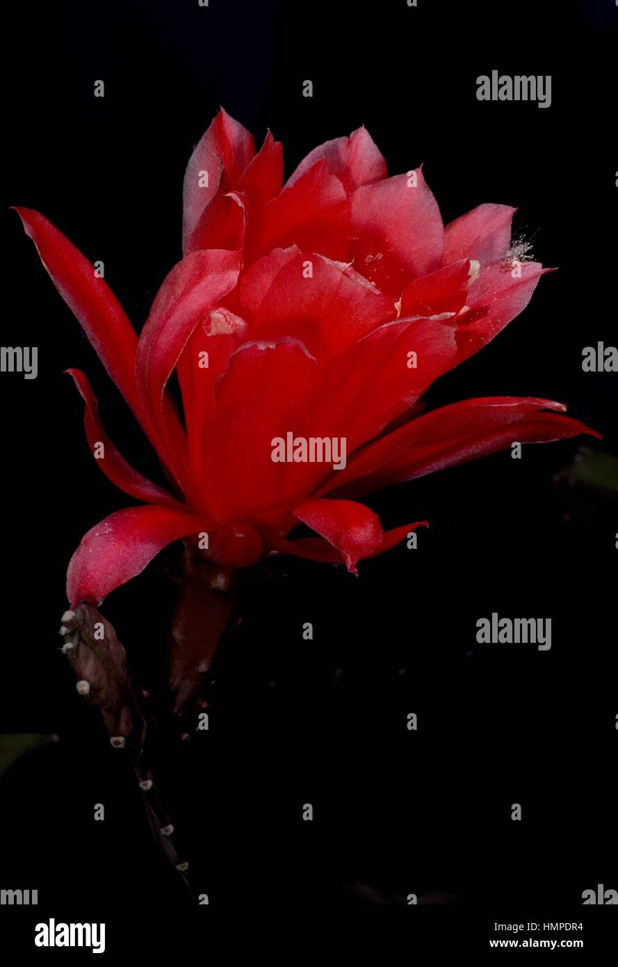 Phyllocactus hi-res stock photography and images - Alamy