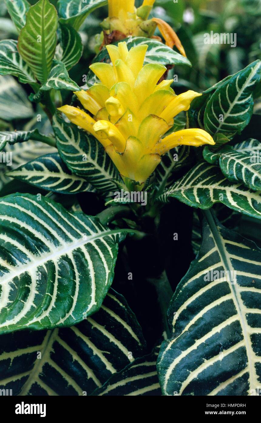 Zebra plant (Aphelandra squarrosa), Acanthaceae. Stock Photo