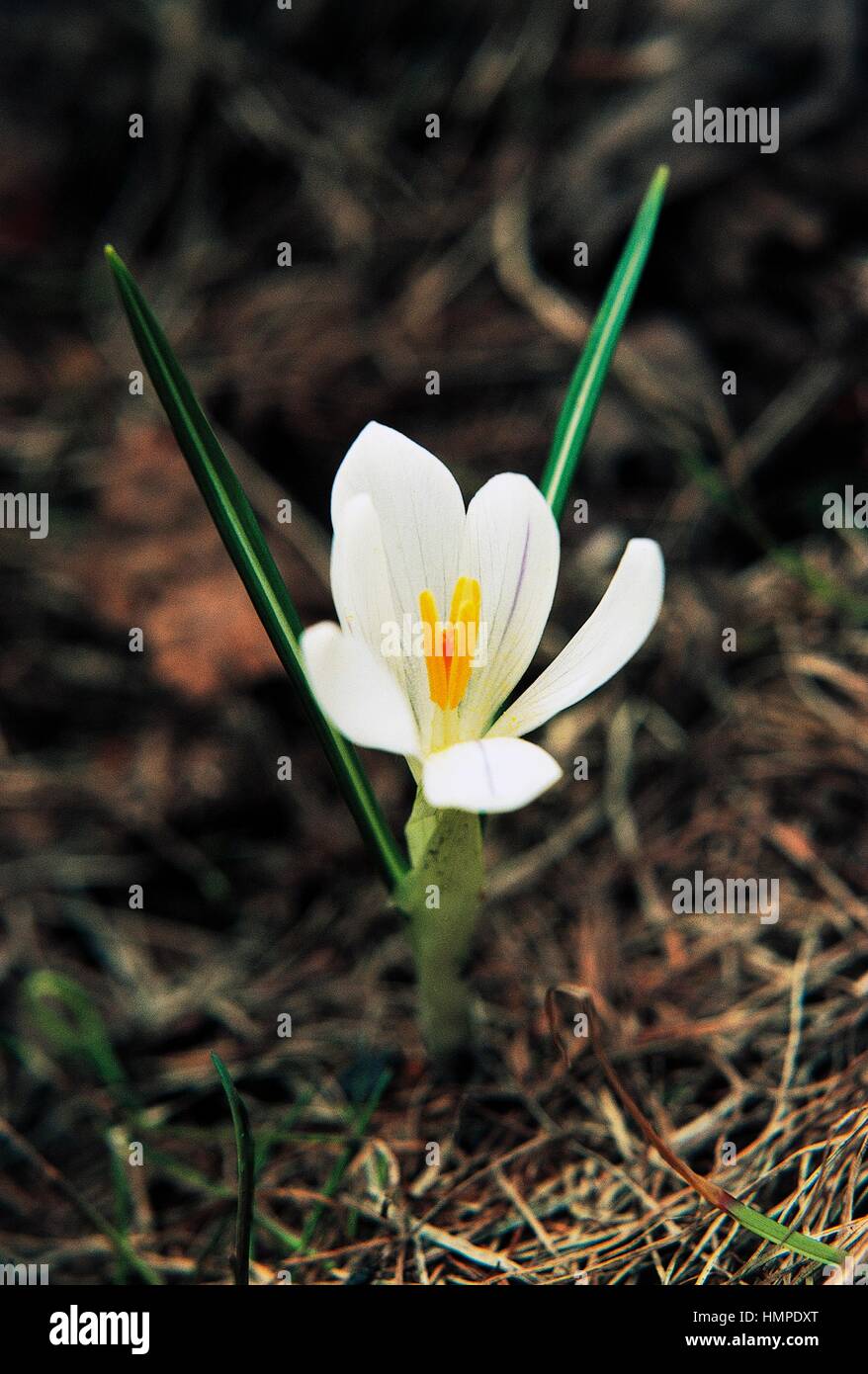 White Cross (Crocus albiflorus), Iridaceae Stock Photo - Alamy