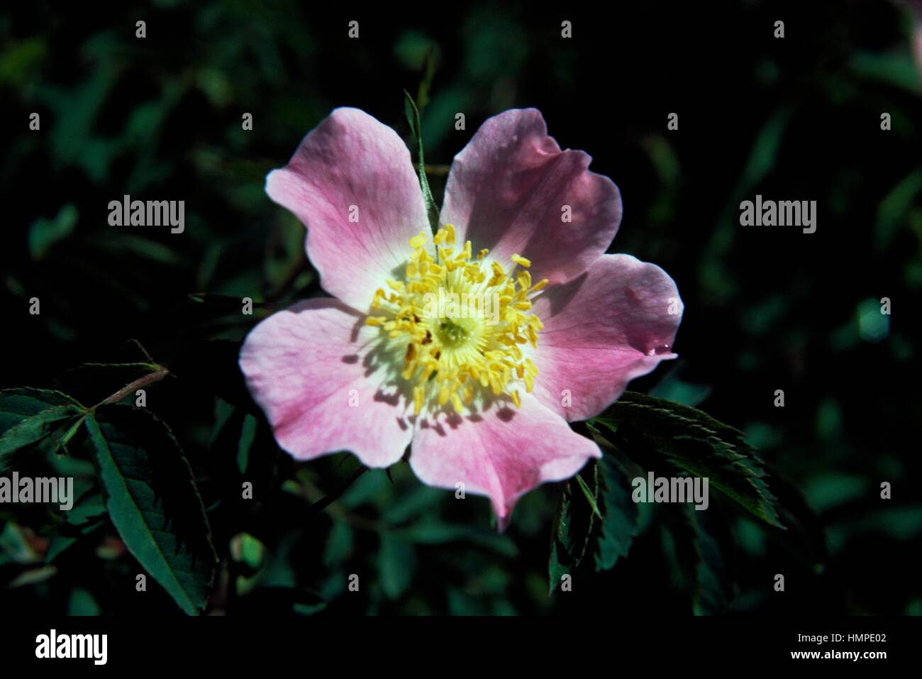 Alpine rose (rosa pendulina) hi-res stock photography and images - Alamy