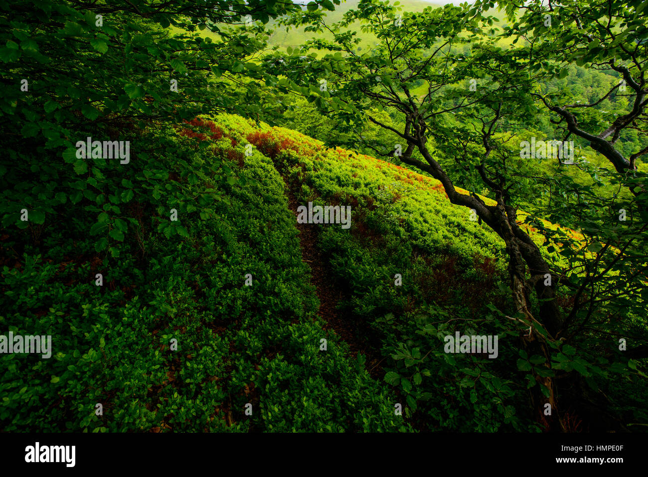 View of misty mountains Stock Photo - Alamy