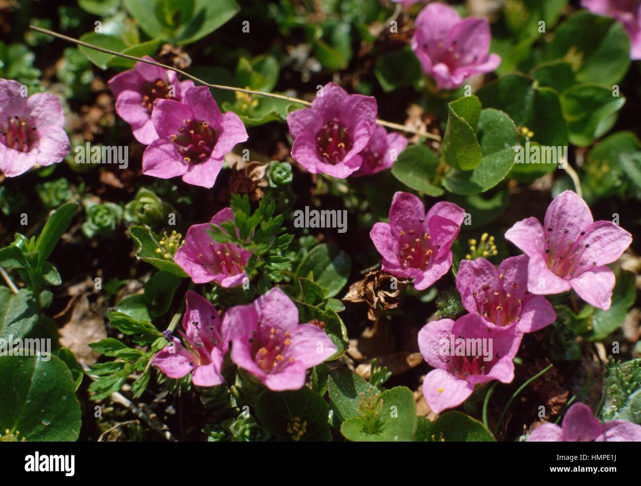 Purple Saxifrage or Purple Mountain Saxifrage (Saxifraga oppositifolia), Saxifragaceae. Stock Photo