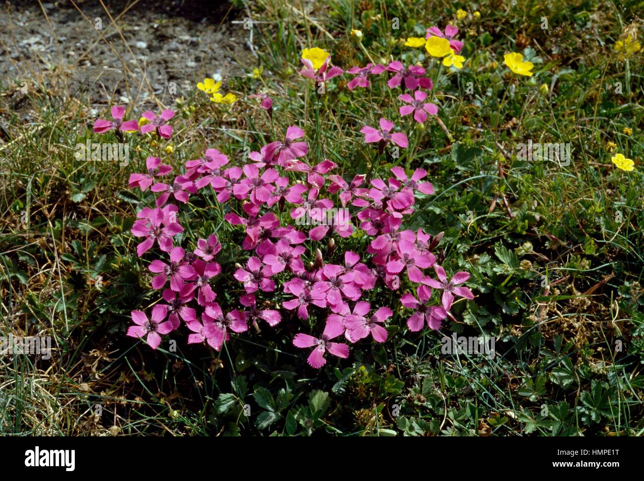 Alpine pink (Dianthus alpinus), Caryophyllaceae. Stock Photo