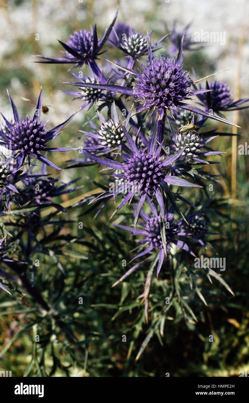 Queen of the Alps or Alpine sea holly (Eryngium alpinum), Apiaceae