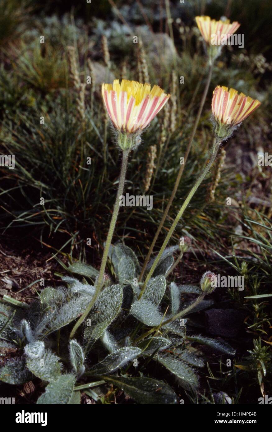 Senecio aurantiacus or Tephroseris integrifolia aurantiaca, Asteraceae. Stock Photo