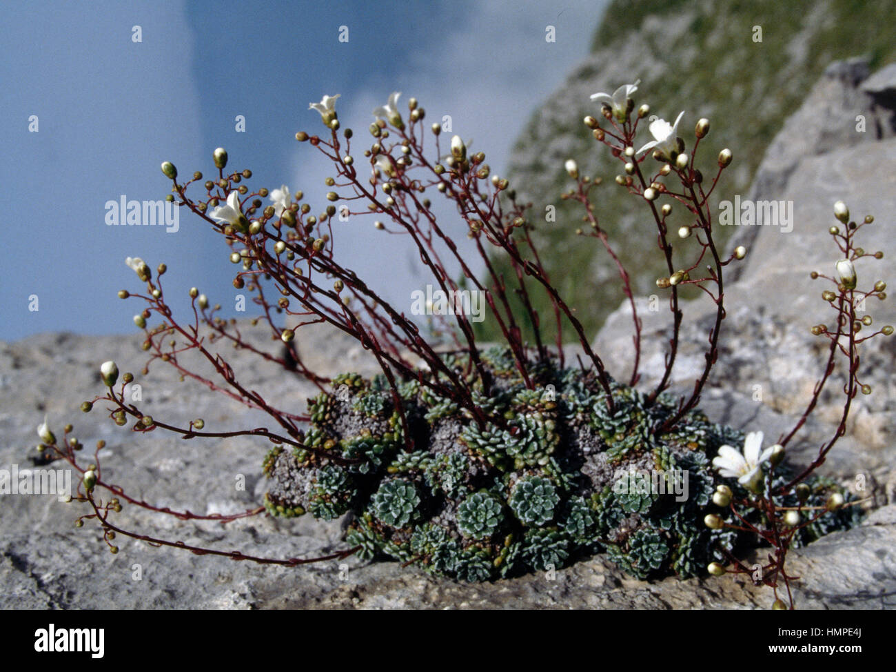 Aizoon Saxifrage or White Mountain Saxifrage (Saxifraga paniculata), Saxifragaceae. Stock Photo