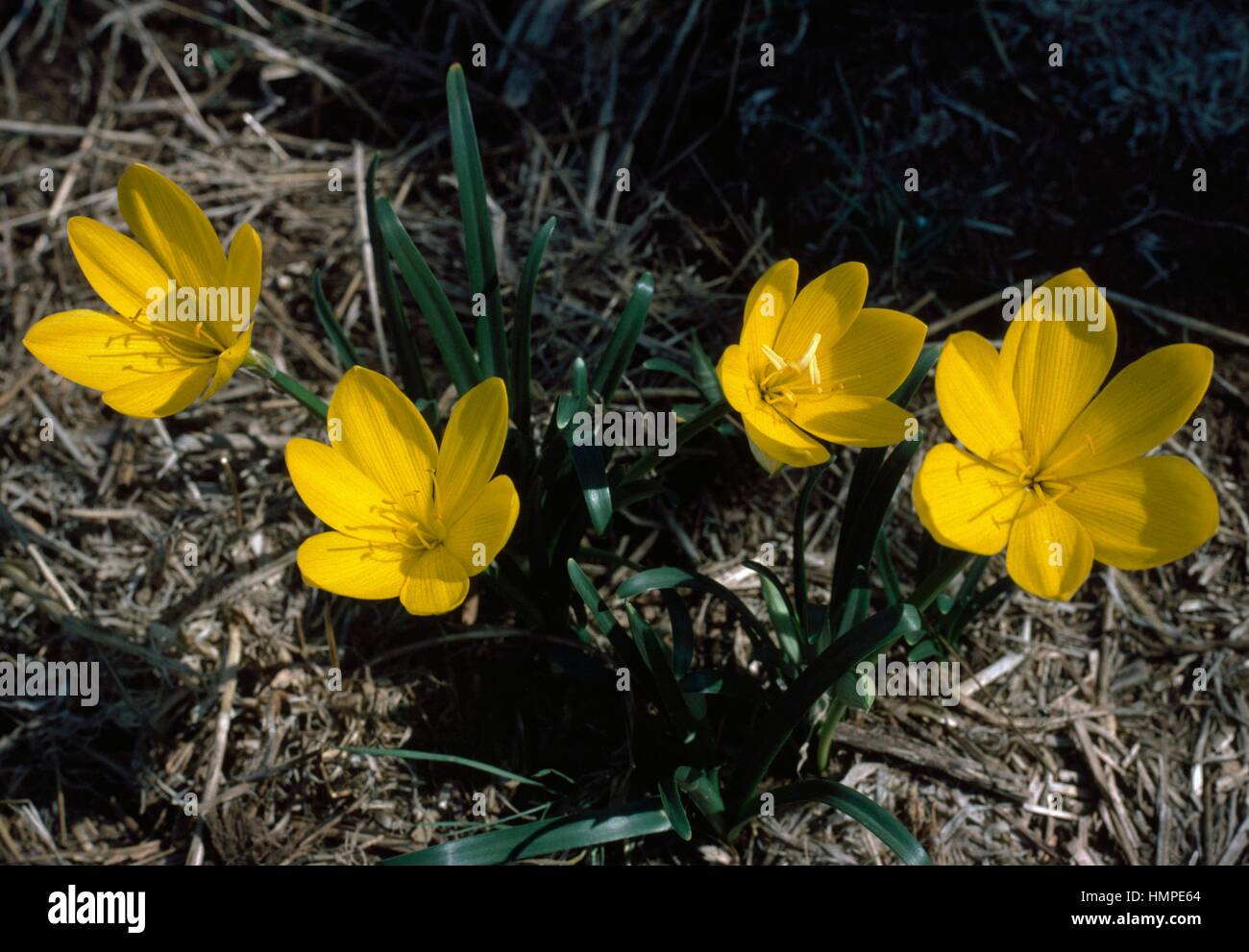 Winter Daffodil (Sternbergia lutea), Amaryllidaceae. Stock Photo
