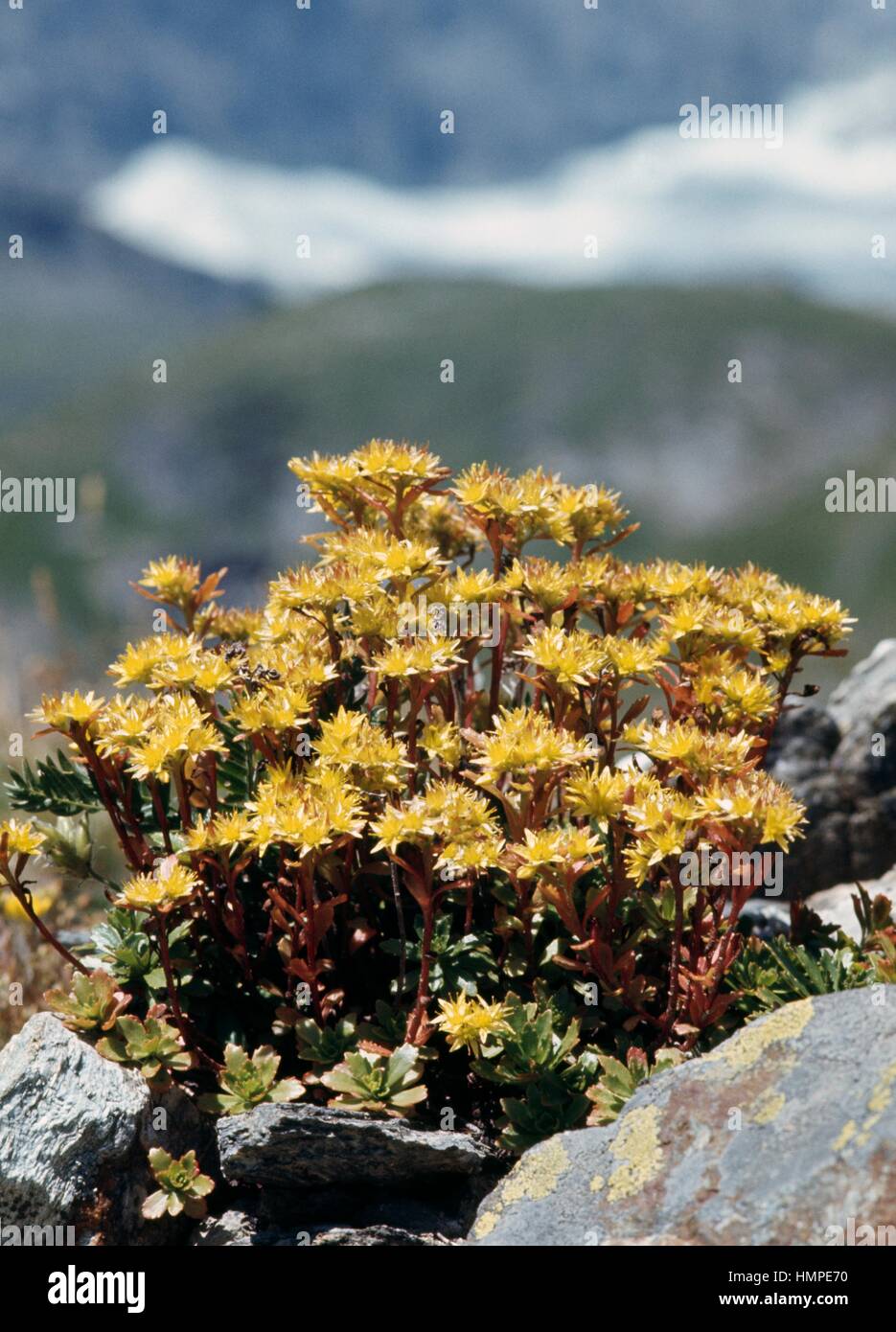 Oregon Stonecrop (Sedum oreganum), Crassulaceae. Stock Photo