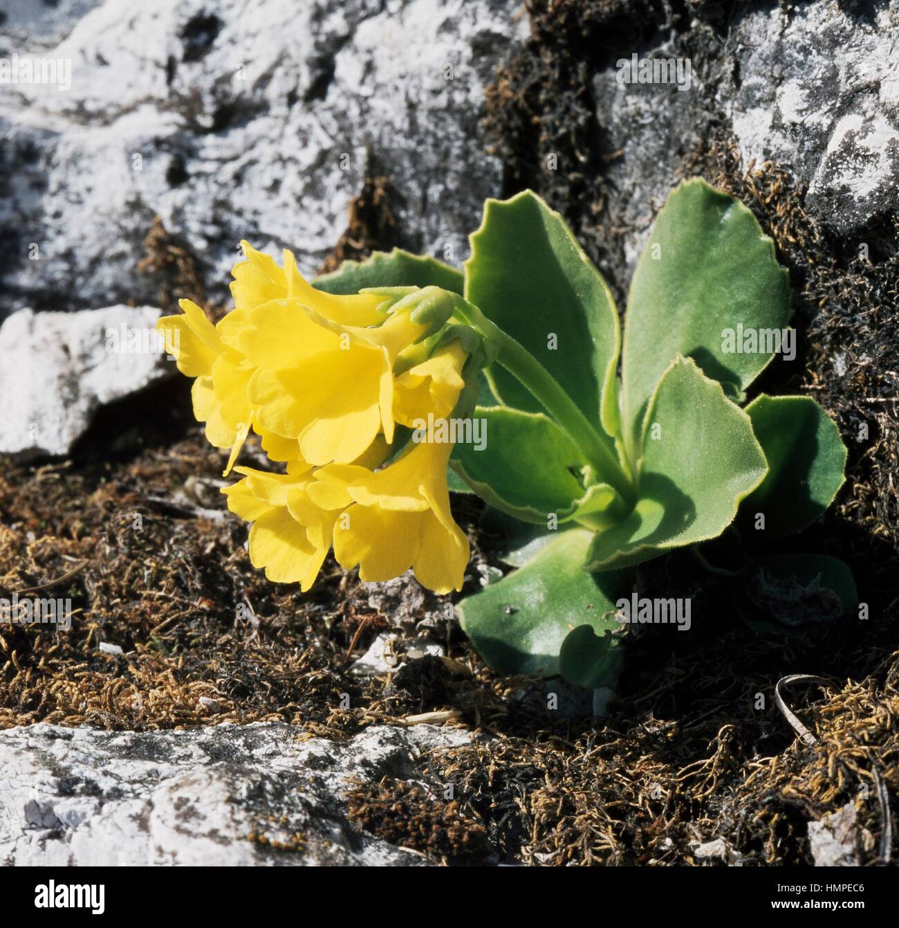 Auricula, mountain cowslip or bear's ear (Primula auricula), Primulaceae. Stock Photo