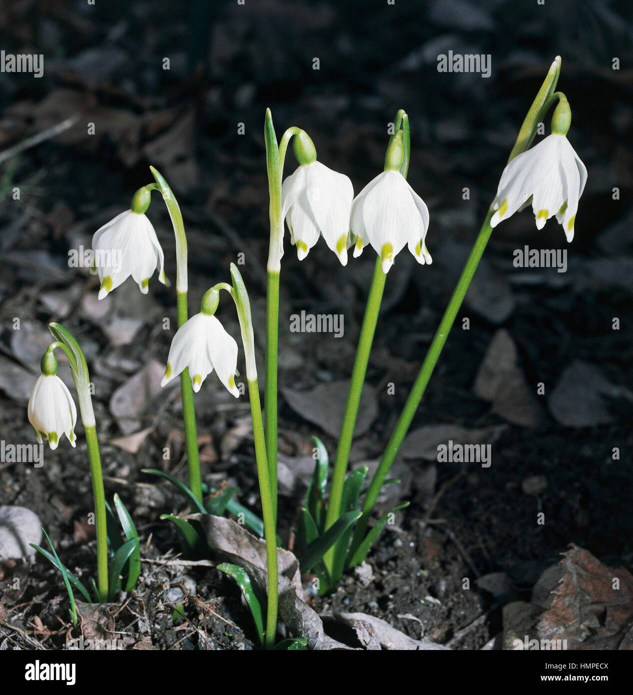 Spring snowflake (Leucojum vernum), Amarillydaceae Stock Photo - Alamy