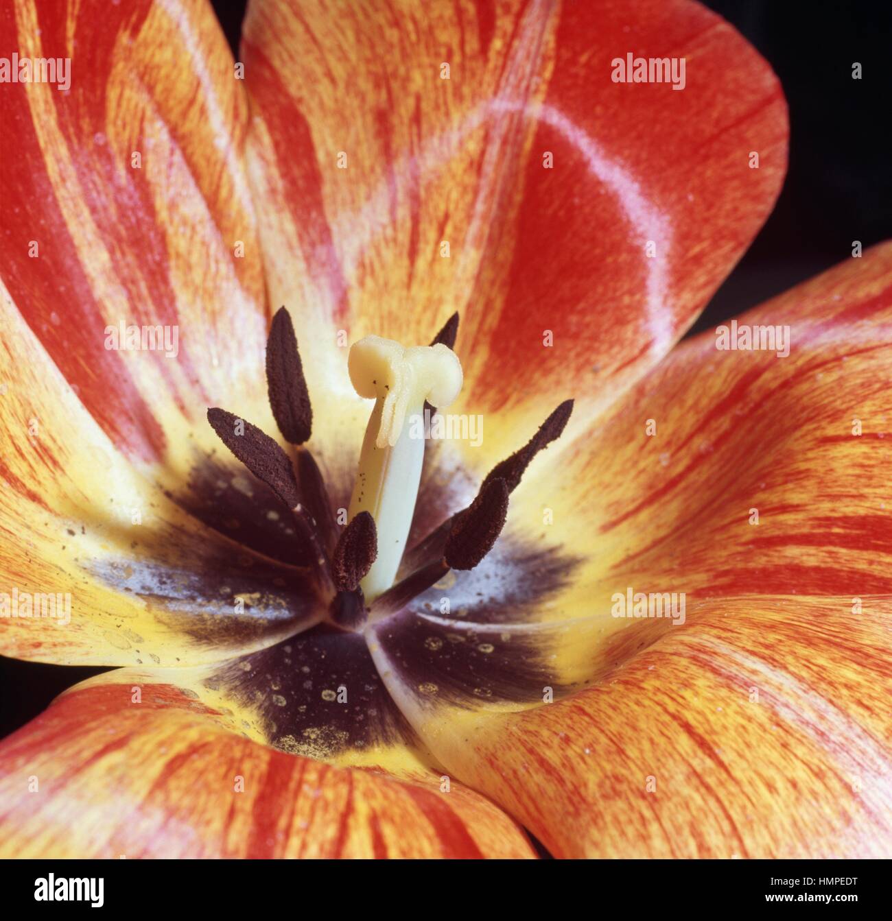 Didier's Tulip (Tulipa gesneriana), Liliaceae. Detail. Stock Photo