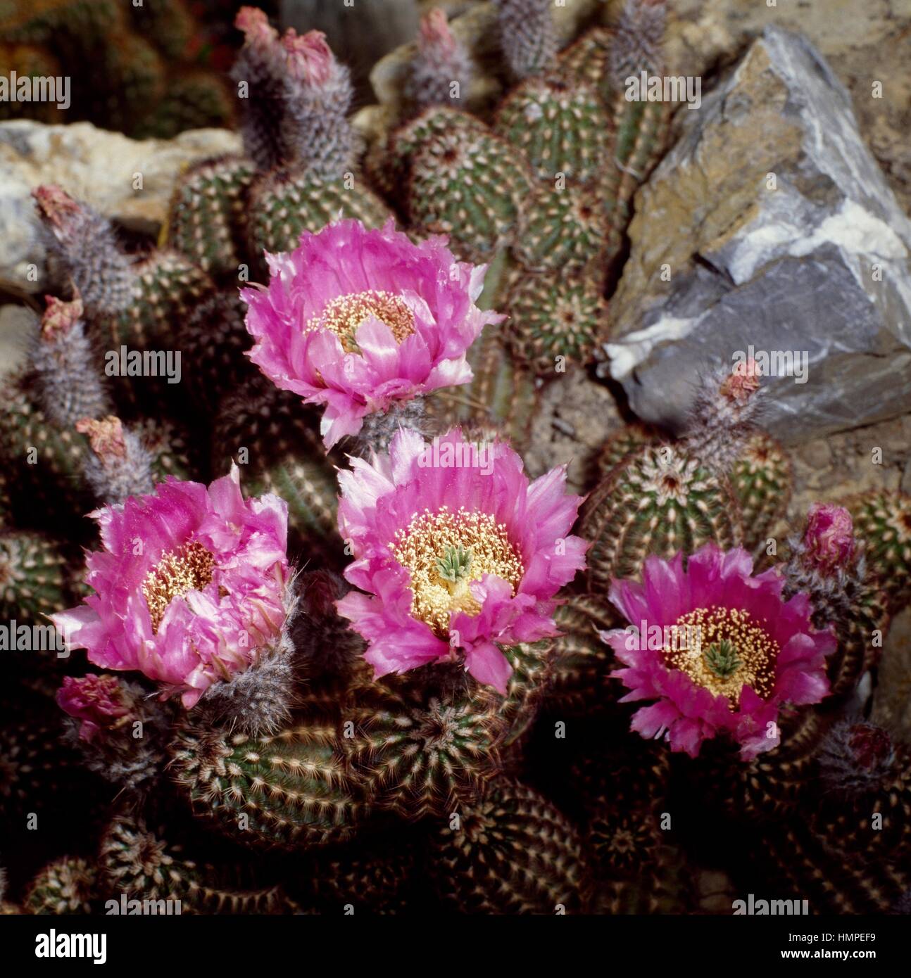 Lace cactus (Echinocereus reichenbachii), Cactaceae. Stock Photo