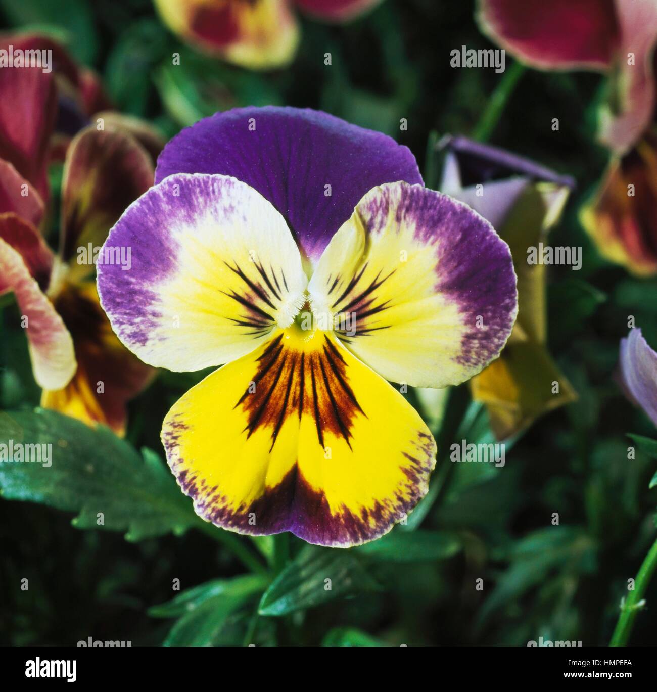 Wild pansy (Viola tricolor hortensis), Violaceae Stock Photo - Alamy