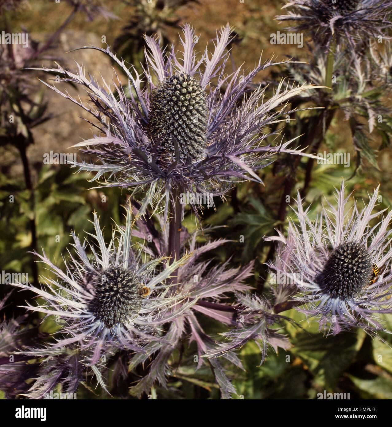 Queen of the Alps or Alpine sea holly (Eryngium alpinum), Apiaceae