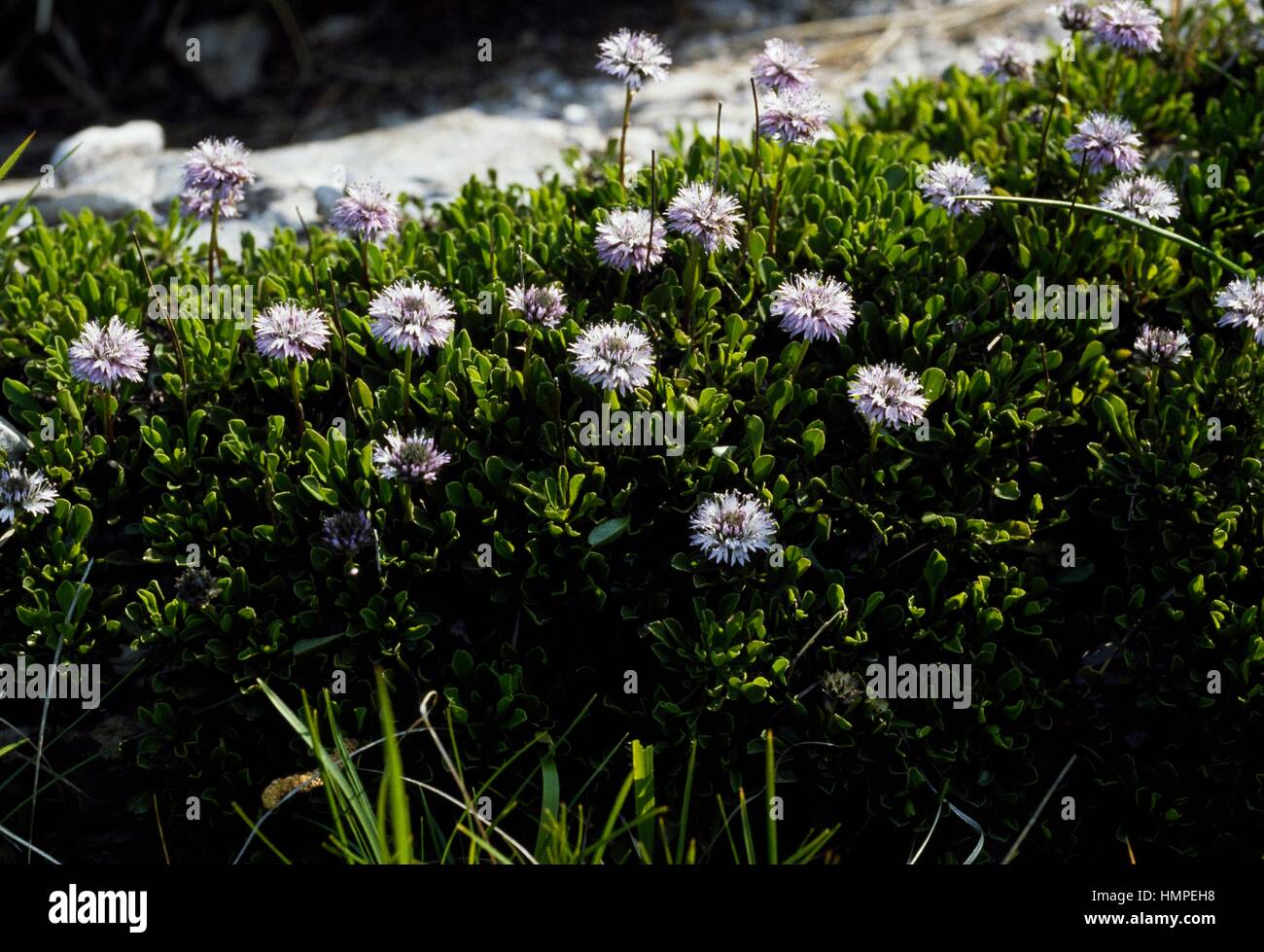 Matted globularia or Heart-leaved globe daisy (Globularia cordifolia), Plantaginaceae. Stock Photo
