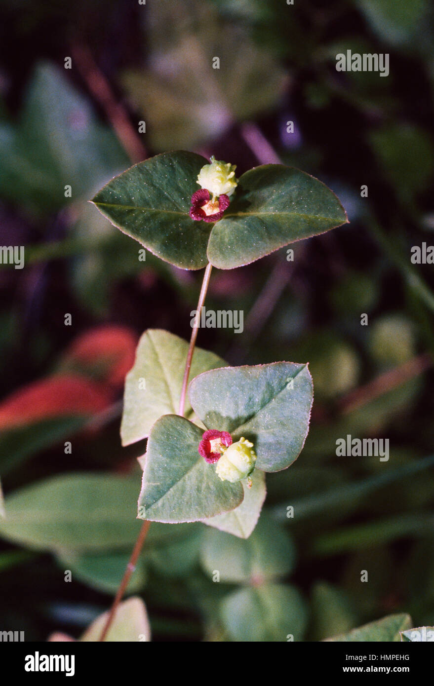 Euphorbia dulcis, Euphorbiaceae. Stock Photo
