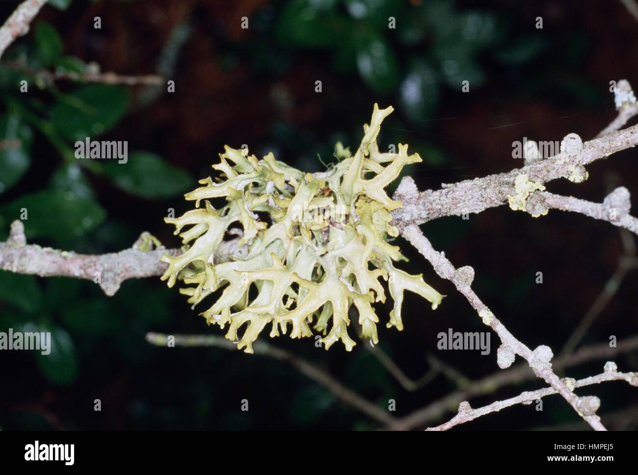 Reindeer lichen (Cladonia sylvatica o Cladonia arbuscula), Cladoniaceae. Stock Photo