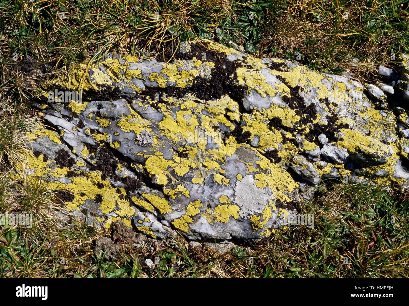 Yellow Map Lichen (Rhizocarpon geographicum), Rhizocarpaceae, and Navel Lichen (Umbilicaria deusta), Umbilicariaceae. Stock Photo