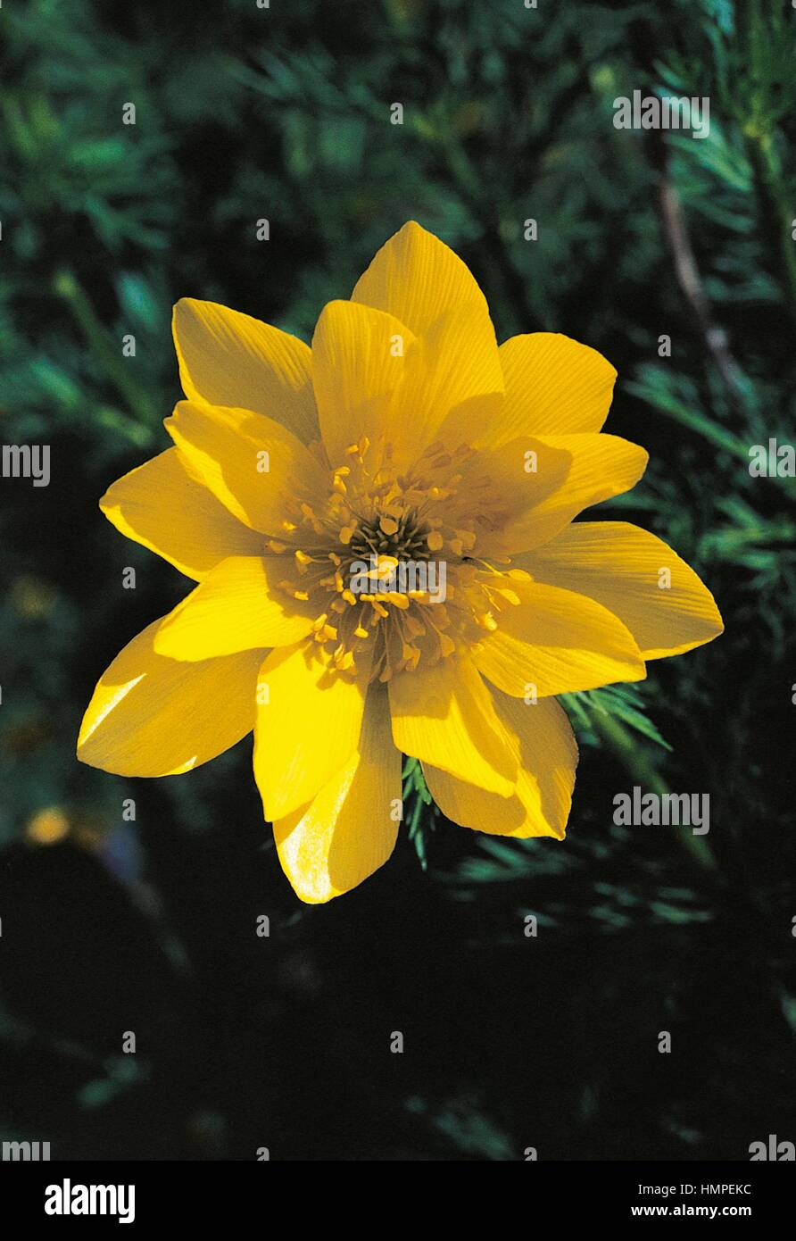 Pyrenean Pheasant's-eye (Adonis pyrenaica), Ranunculaceae. Stock Photo